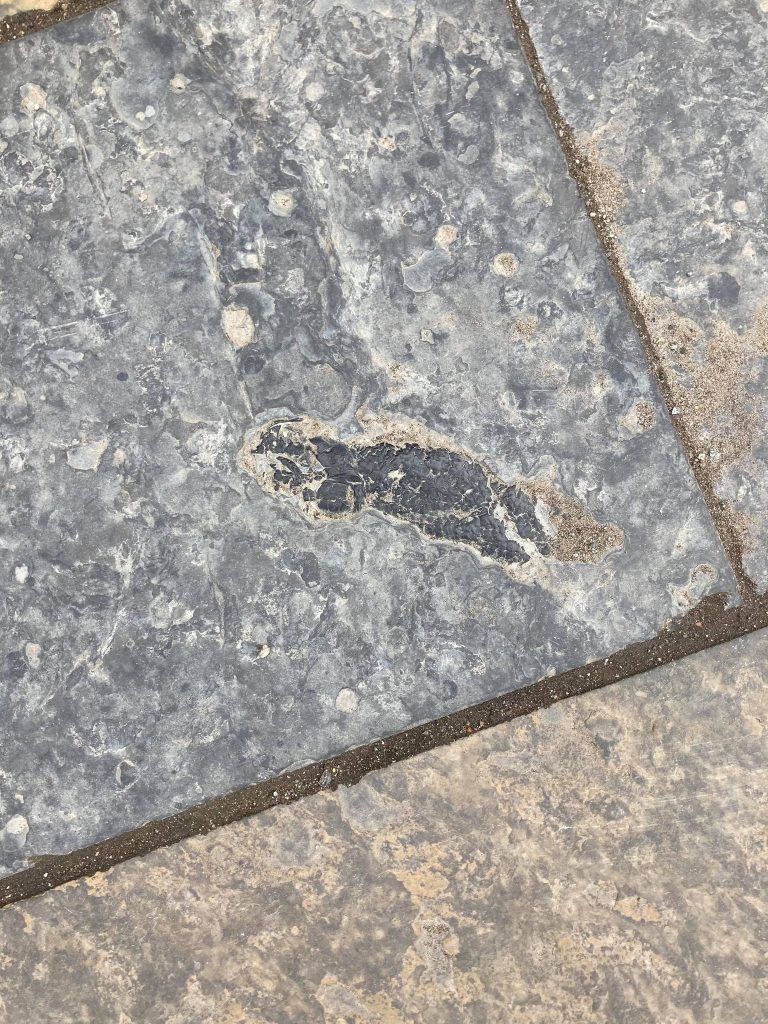 Fossil Hunting Around The City School of GeoSciences Student Blog