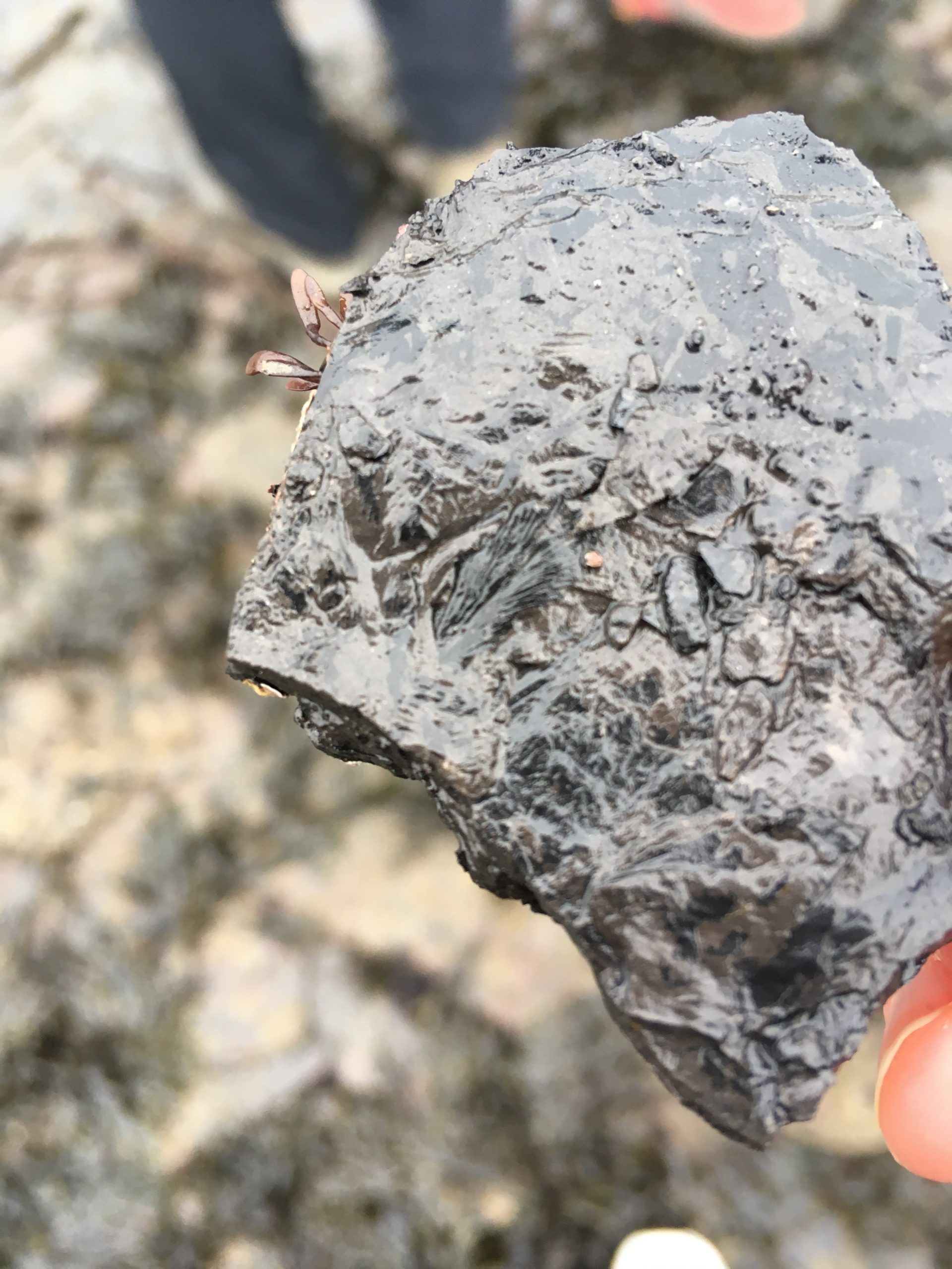 Fossil Hunting Around The City – School of GeoSciences Student Blog