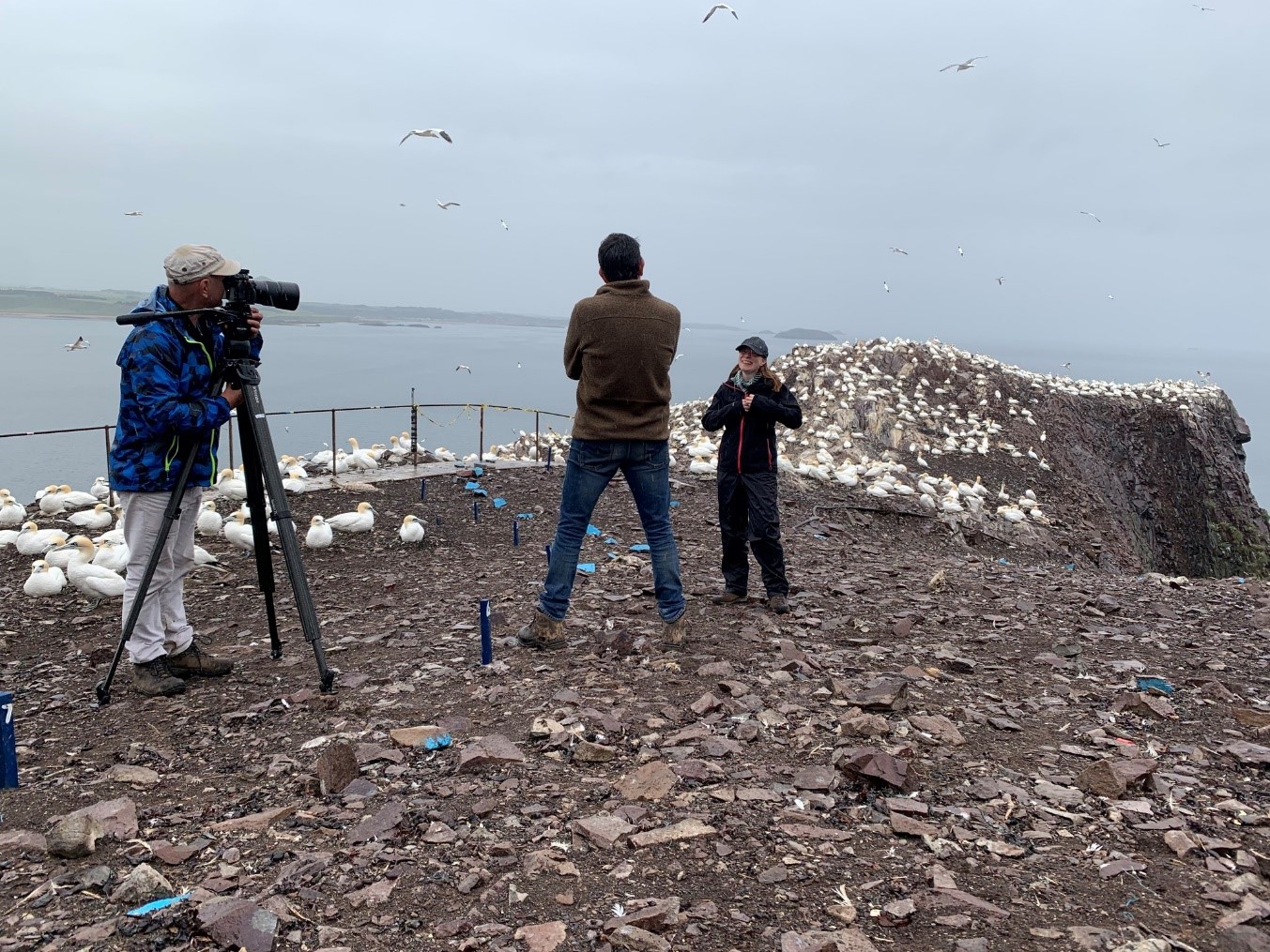 Amy Tyndall is getting set up for her BBC interview on Bass Rock. A journalist with a tripod is pointing a camera at her. Hundreds of gannets can be seen sitting in the background.