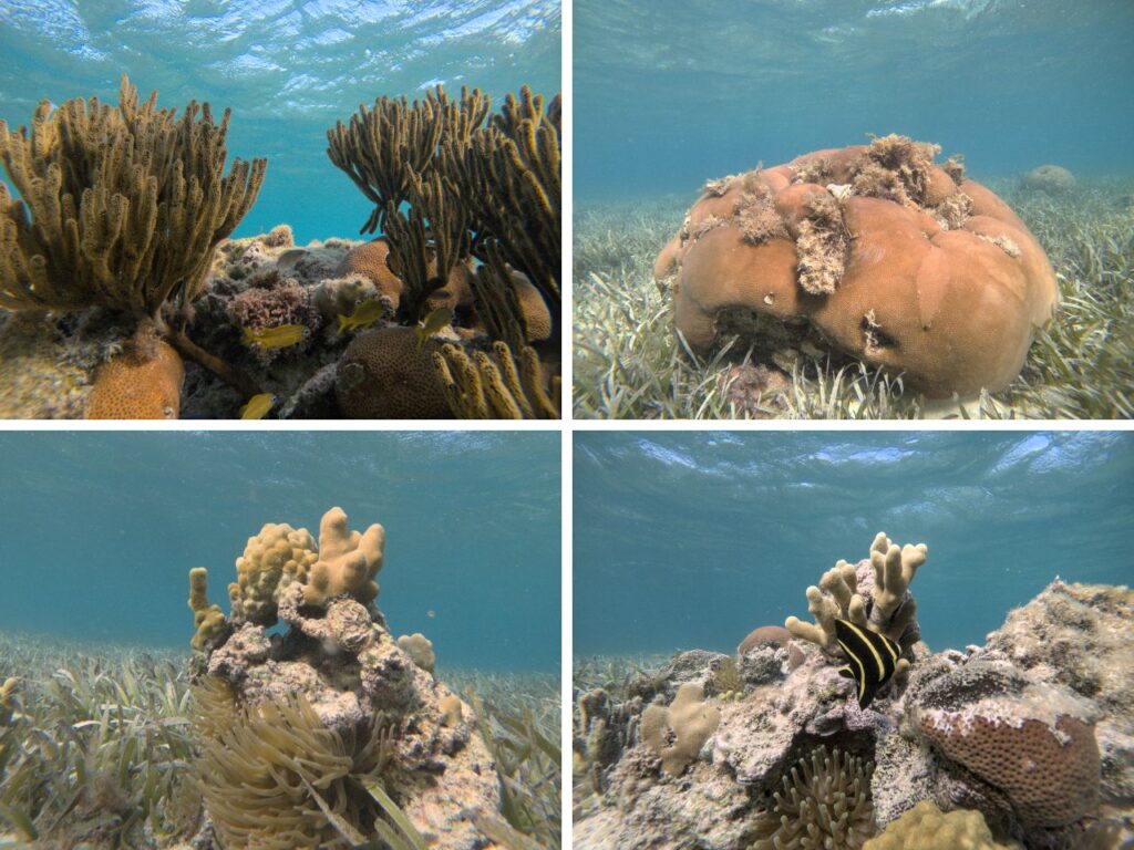 Corals, Jamaica
