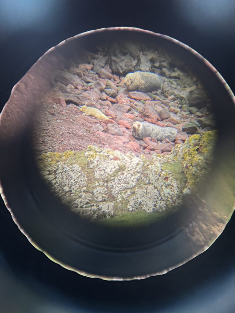 A seal and seal pup on a cliff