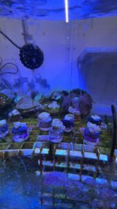 Corals on display in a water tank