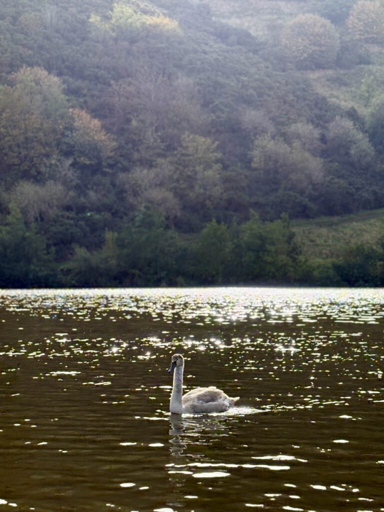 A swan is pictured swimming in St Margaret's Loch.