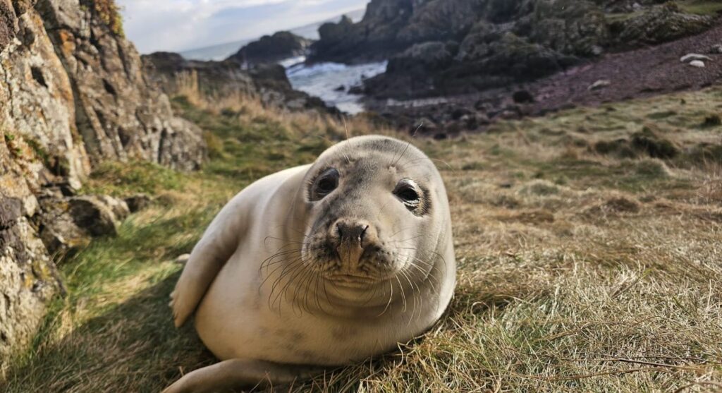 A close-up of a seal pup laying on grass