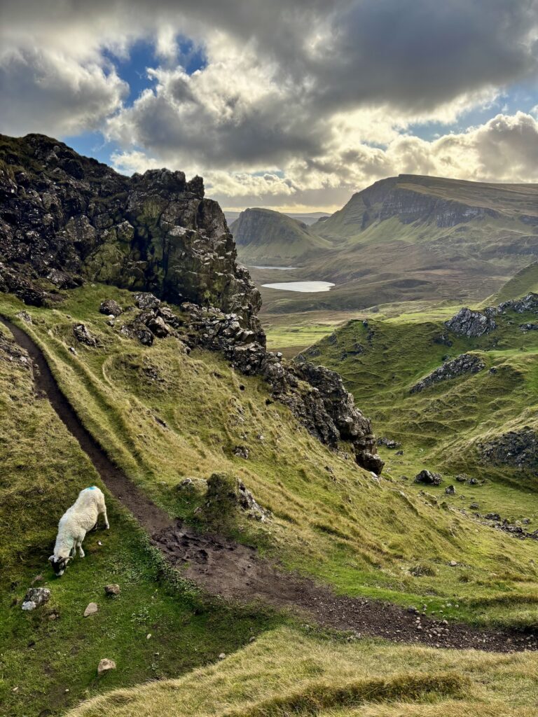 Lush green hills and a rocky landscape pictured in the Scottish Highlands. A sheep can be seen at the bottom left corner eating grass.