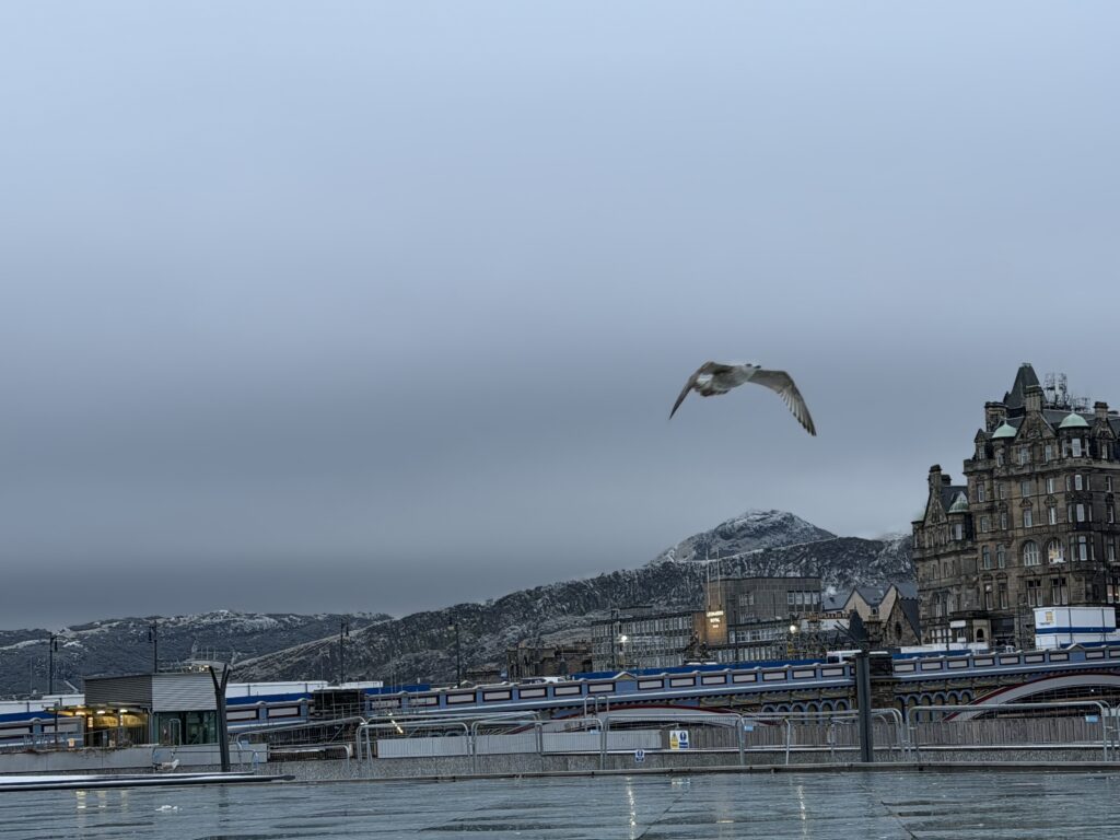 A bird flying into frame with a view of the city of Edinburgh in the background