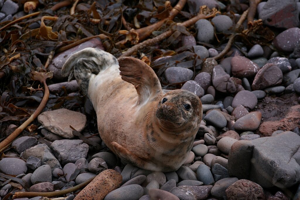 A seal lying on rocks, raises its flipper as if it is waving at the camera.