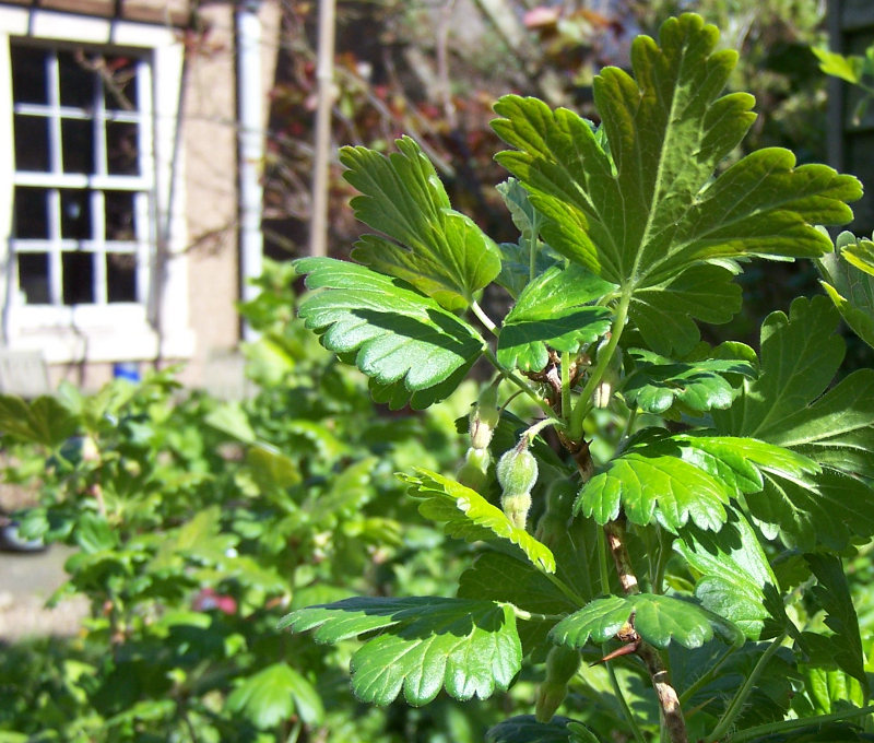 Pic of gooseberry bushes