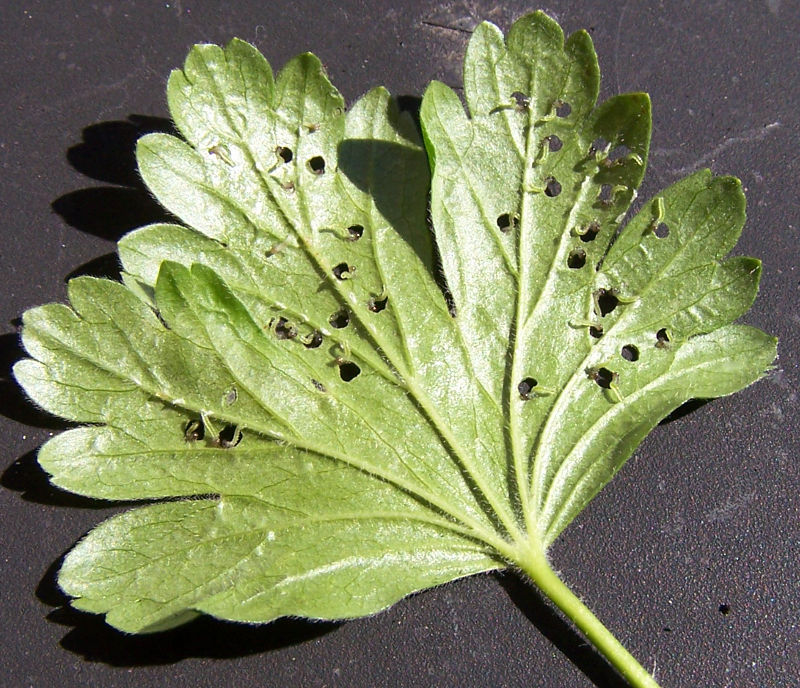Leave with sawfly larvae
