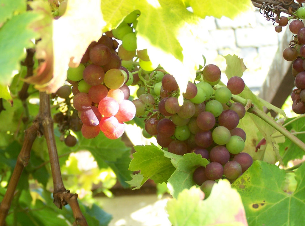 grapes