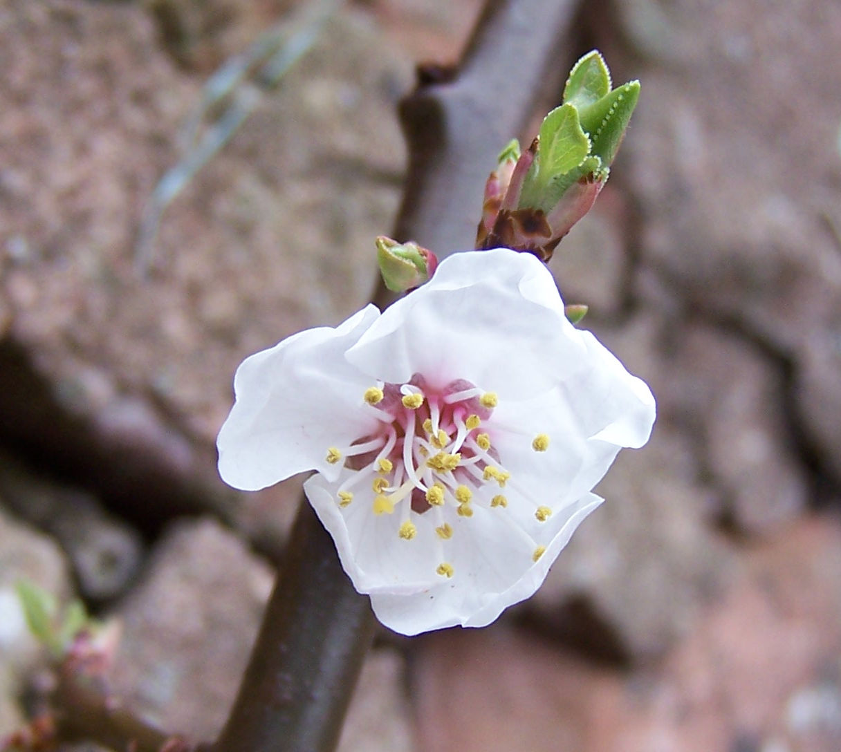 apricot