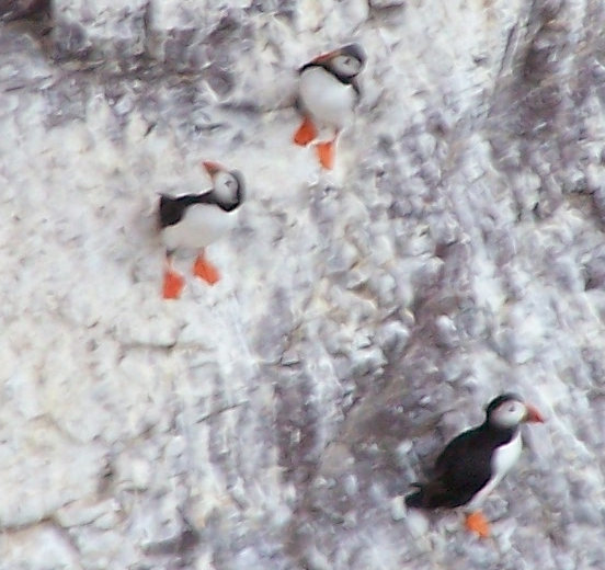 puffins