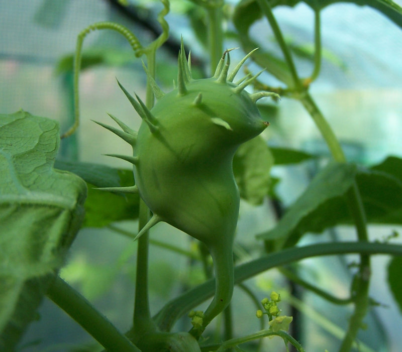 Exploding cucumber fruit.