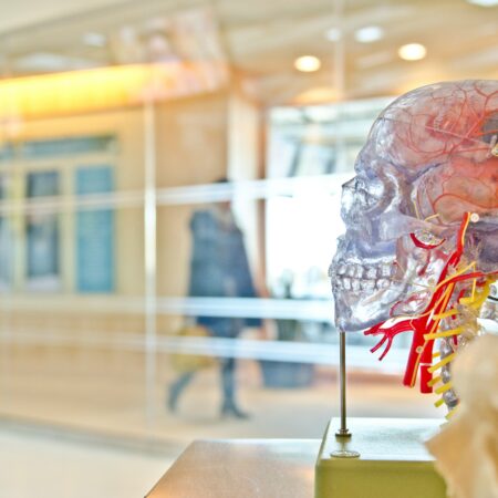 Picture of glass human skulls with model of brain in a lab.