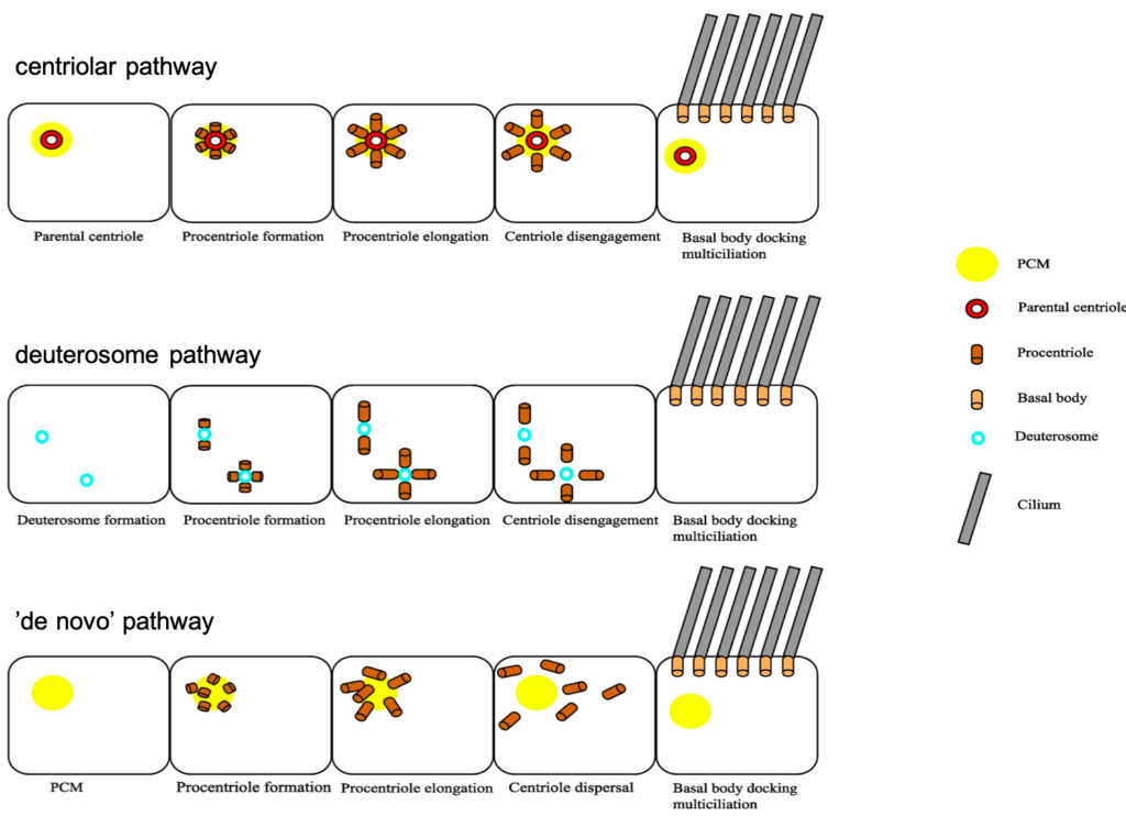 3 pathways for procentriole formation and cilia production in multiciliated cells.