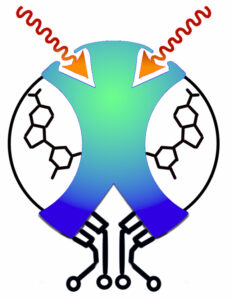 insect-neuro-nano-logo