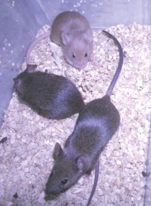 Three mice, one with yellow (agouti) and two with dark brown coats on wood shavings