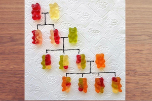 Gummy bears, showing how genetics is inherited down the family line