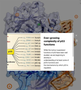 A screenshot of ThingLink showing the functions of p53