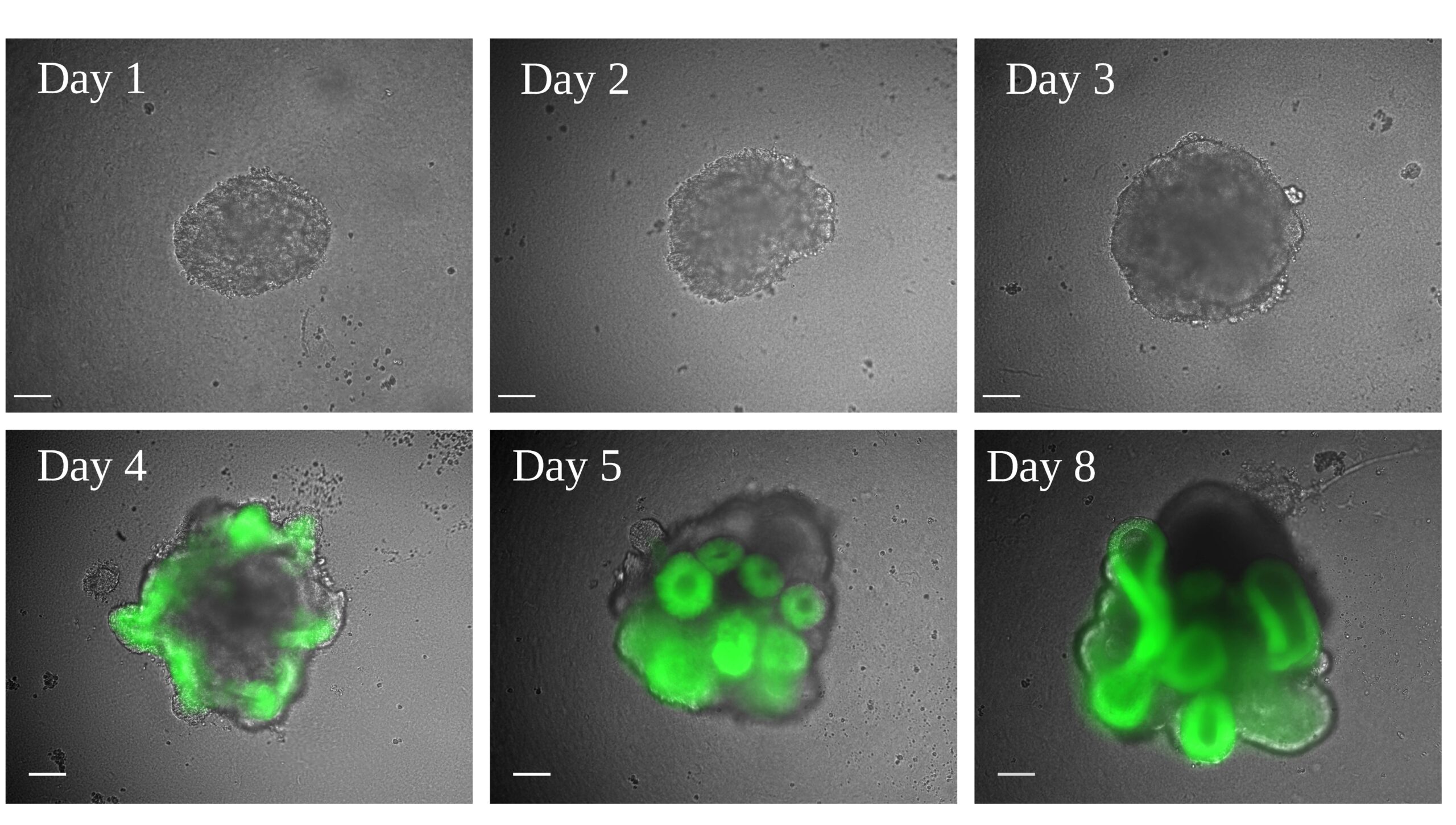 Fig 1A. Exploiting optic vesicle organoids to probe the molecular origins of eye-field specification. (A) Representative organoids from days 1-5, and day 8. Scale bars: 100 µm