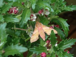 Photograph of a moth on a plant