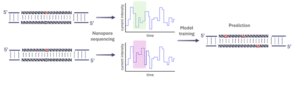 Figure 3. The workflow of training nanopores to detect abasic sites.