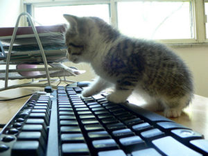 kitten sitting on computer keyboard