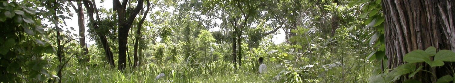 miombo woodland