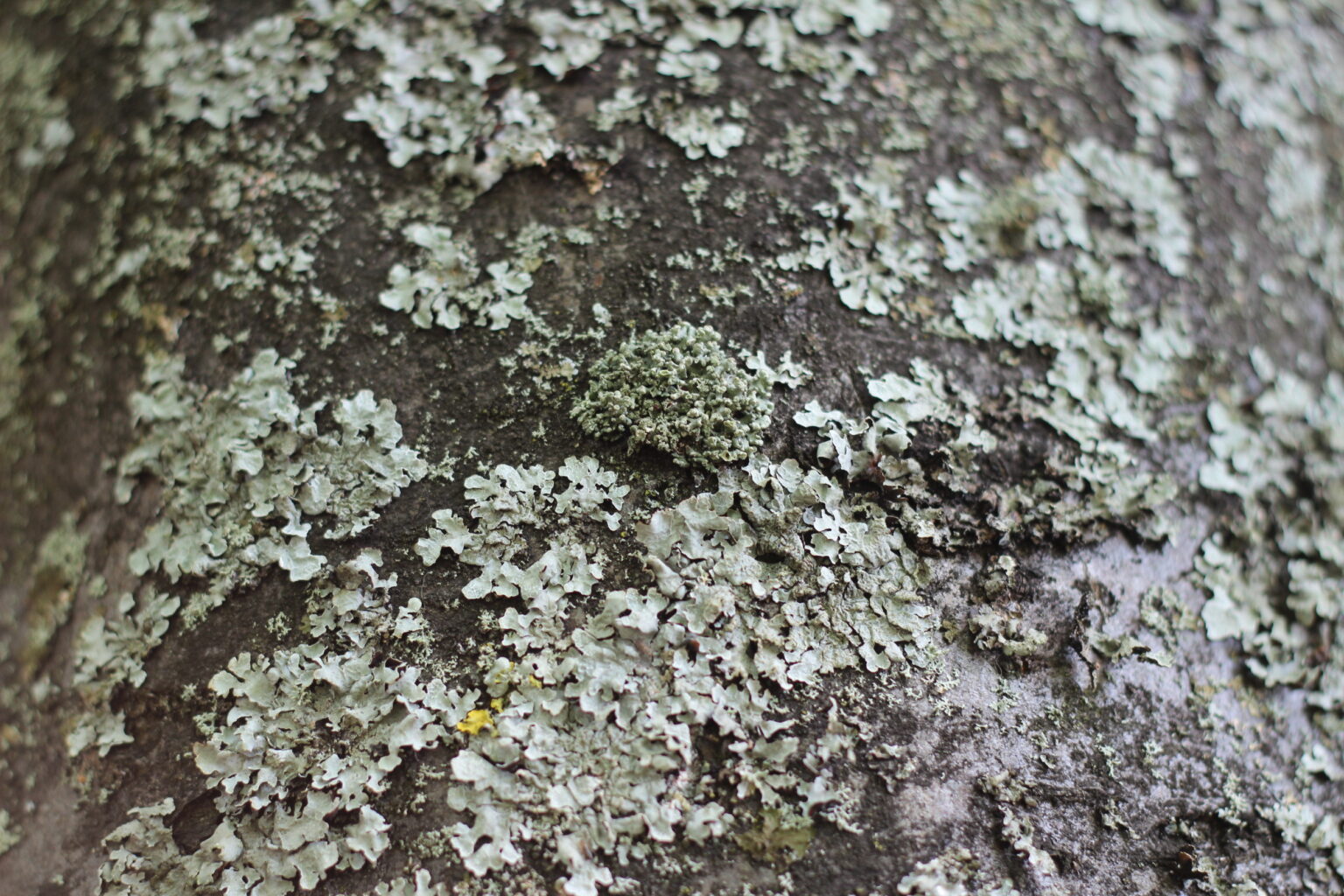 1. Middle Meadow Walk – Lichen Walk