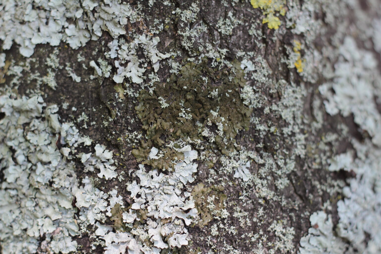 1. Middle Meadow Walk – Lichen Walk