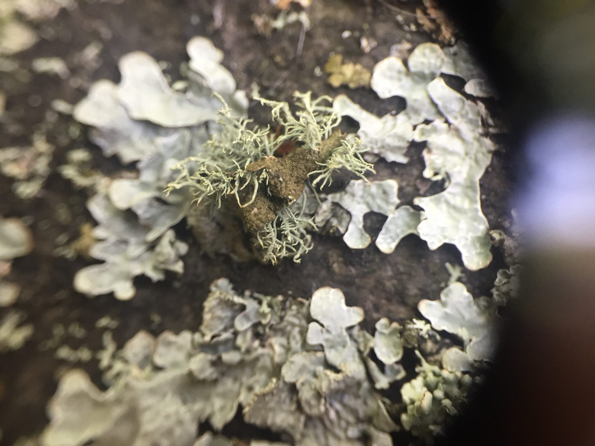 1 Middle Meadow Walk Lichen Walk 1-middle-meadow-walk-lichen-walk