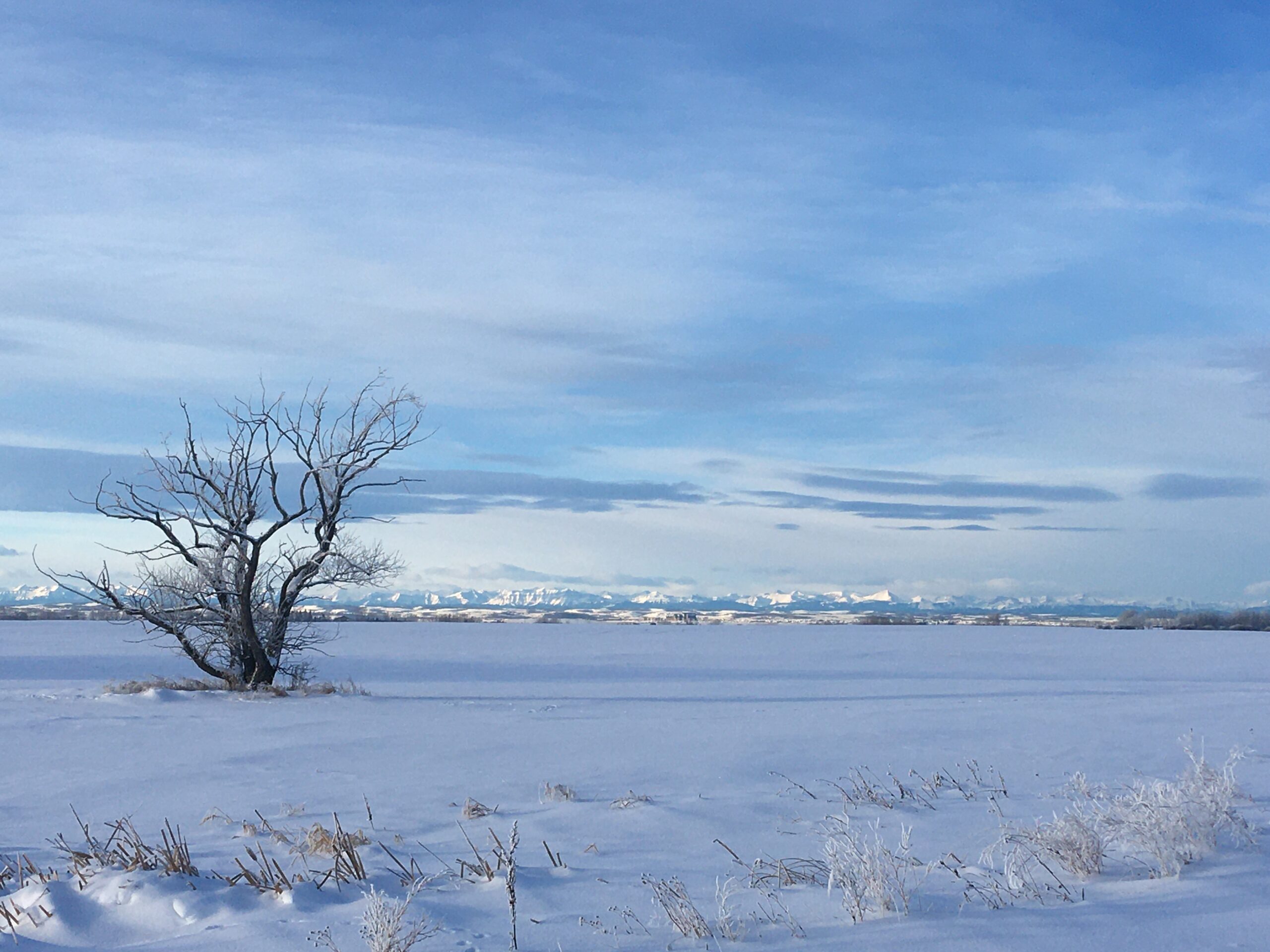 View of a prairie landscape in winte with snow covered the ground. A bare bush with no leaves is seen on the left and there is a blue sky with clouds.