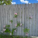 A weathered fence with pink flowers and green leaves randomly poking through.