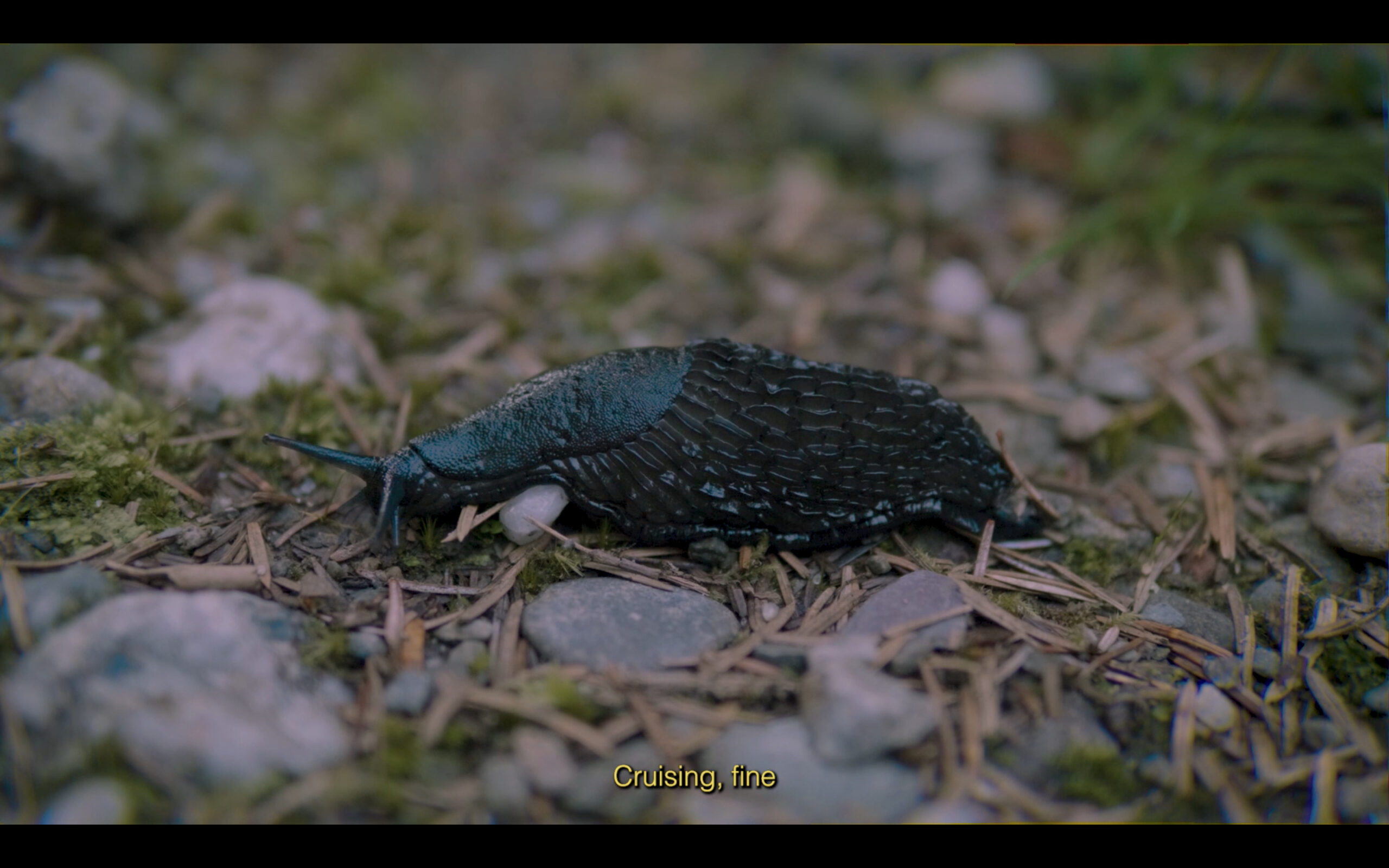 Image: Adrien Howard & K Patrick, Silence, film still, 14 minutes, 2021. Courtesy the artists. Description: a glossy black slug in the centre of the image makes its way across pebbles and mossy mulch, subtitles in yellow read ‘Cruising, fine’. 
