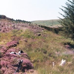 Dogs amongst the heather and trees