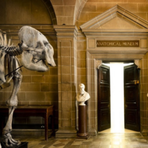 Entrance to anatomy museum, doors and elephant skeleton to the left of the image.