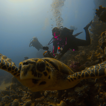 Mallaika diving in the red sea with a turtle