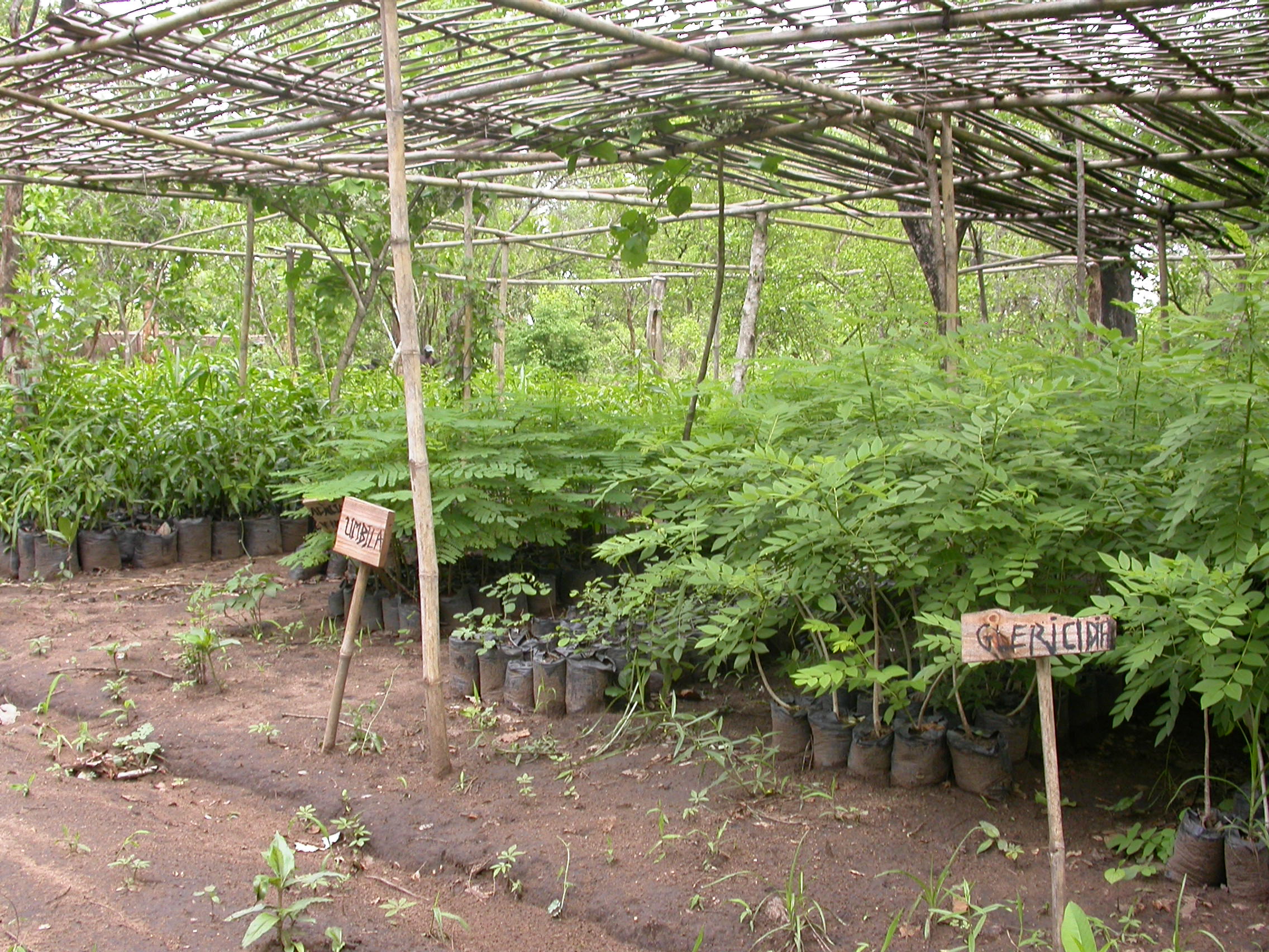 tree nursery in Nhambita