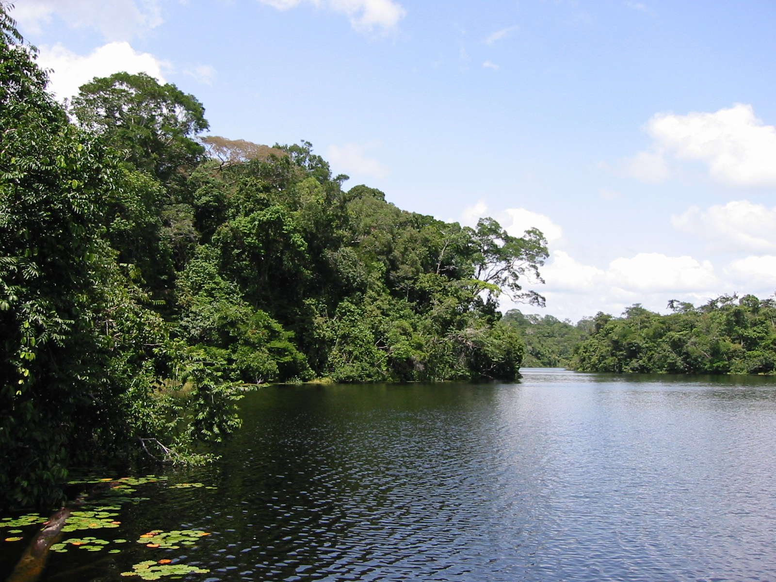 understanding-the-amazon-rainforest-through-a-uk-brazil-science