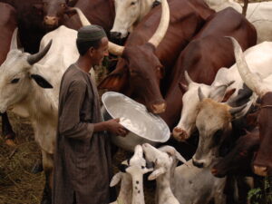 A Fulani herder tends to his cattle. Credit: JCTownsley
