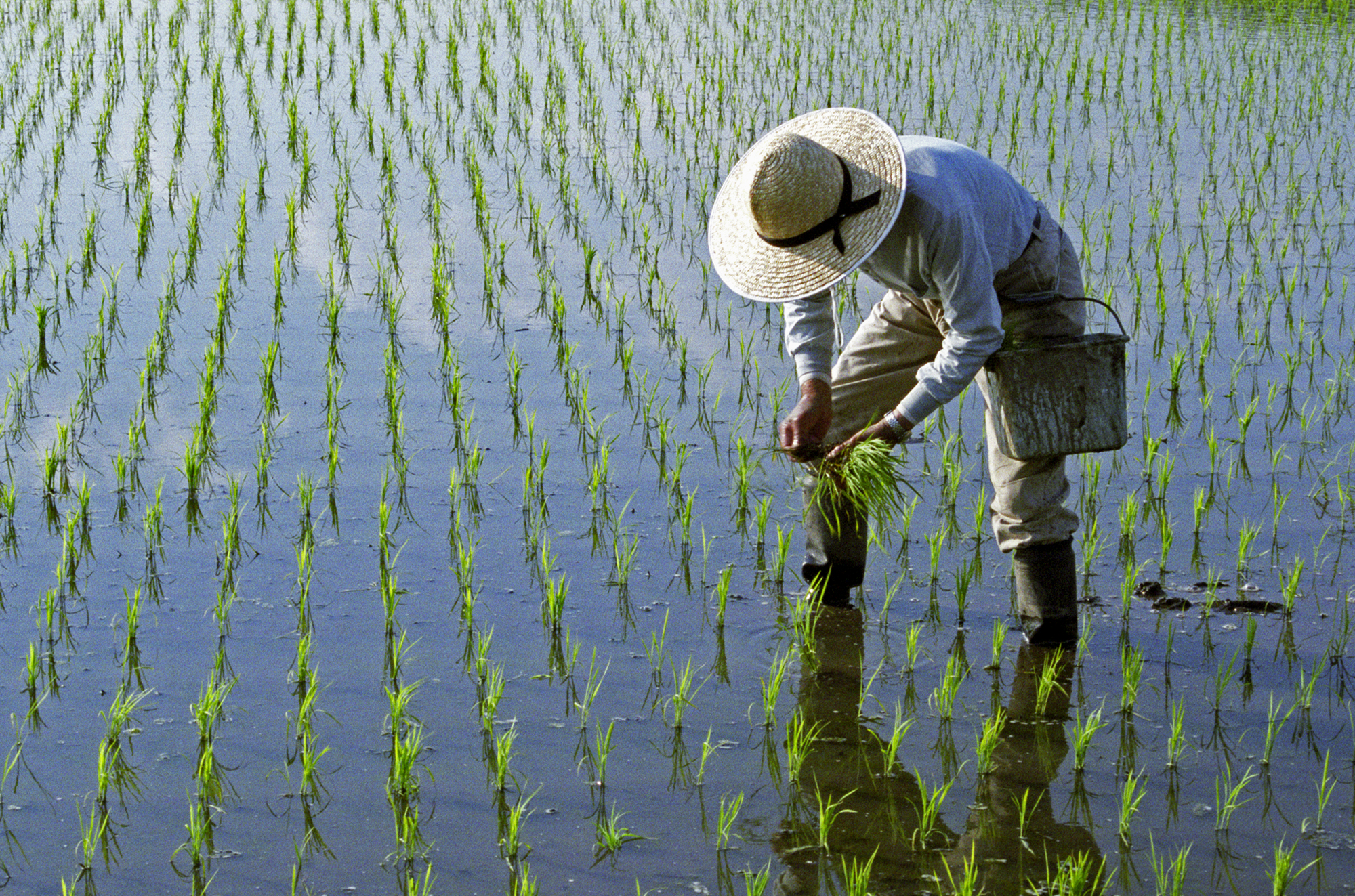 Farmer in rice paddy