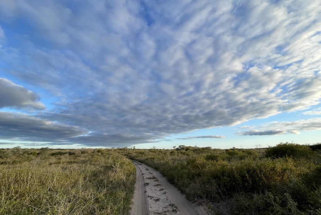 A landscape of possibility - a sandy path running forward to a distant horizon in the African bush.