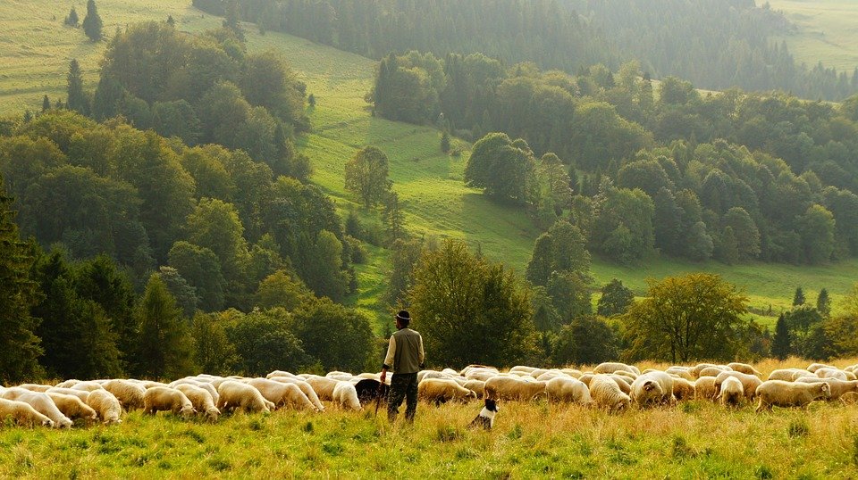 Sheep farmer