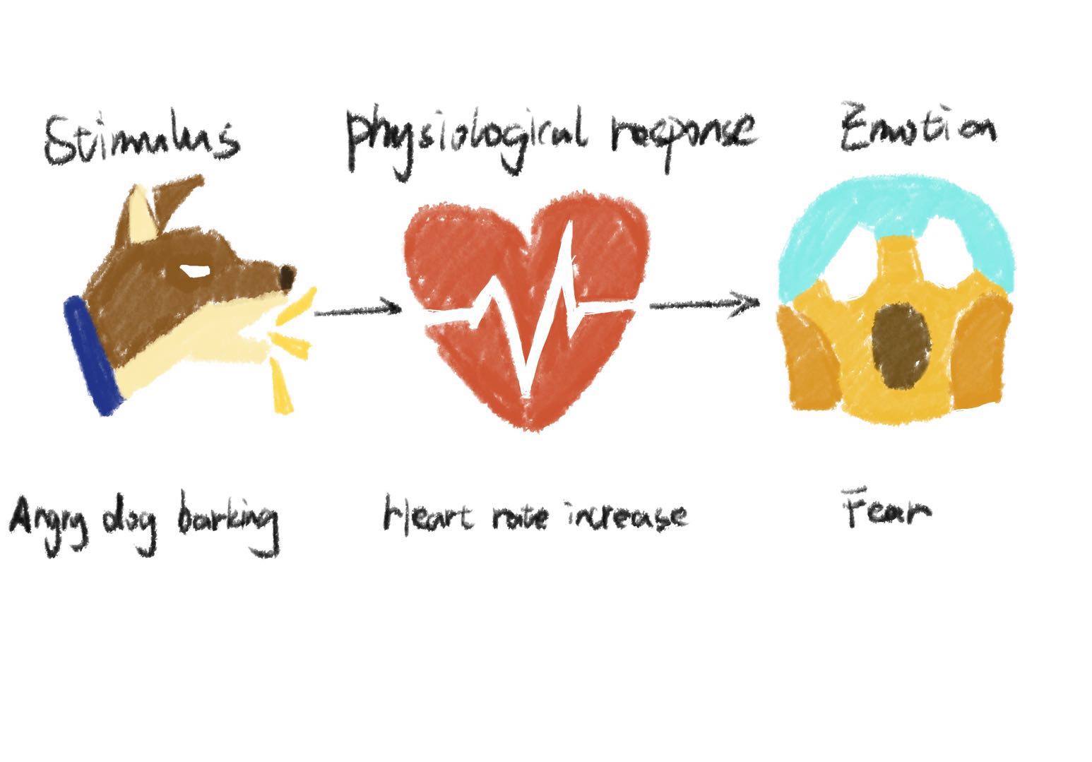 An illustration depicting a sequence based on Paul Ekman’s research in emotions. A barking dog, representing a stimulus, triggers an individual’s physiological reaction (elevated heart rate). This, in turn, leads to an emotion of fear, completing the process of emotional experience in response to a threat.