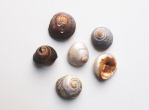 6 Shells are flat on the piece of paper. they are spiral shells that all reach a point, they are similar in size, but vary slightly in colour