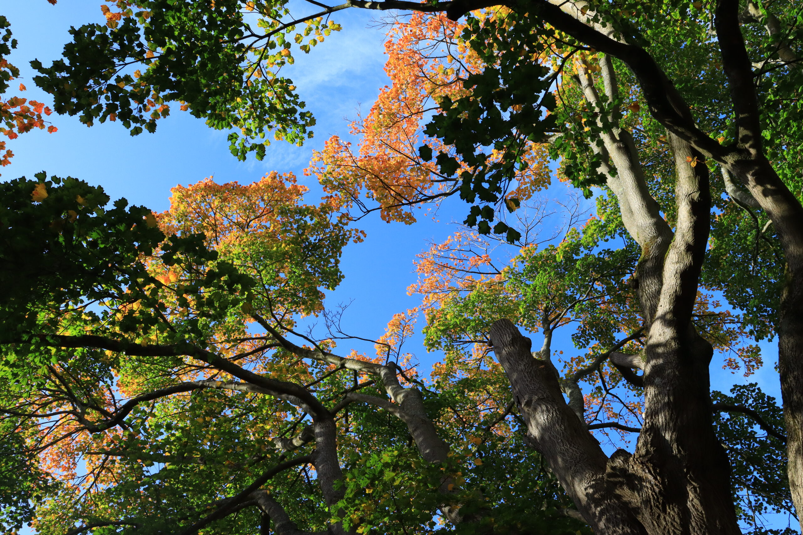 This image shows trees in autumn from an elevated viewpoint. The leaves are yellow and green. The blue sky can be seen through the gaps in the leaves.