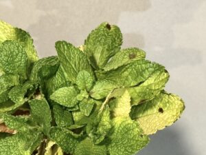 This is a photo of mint leaves.