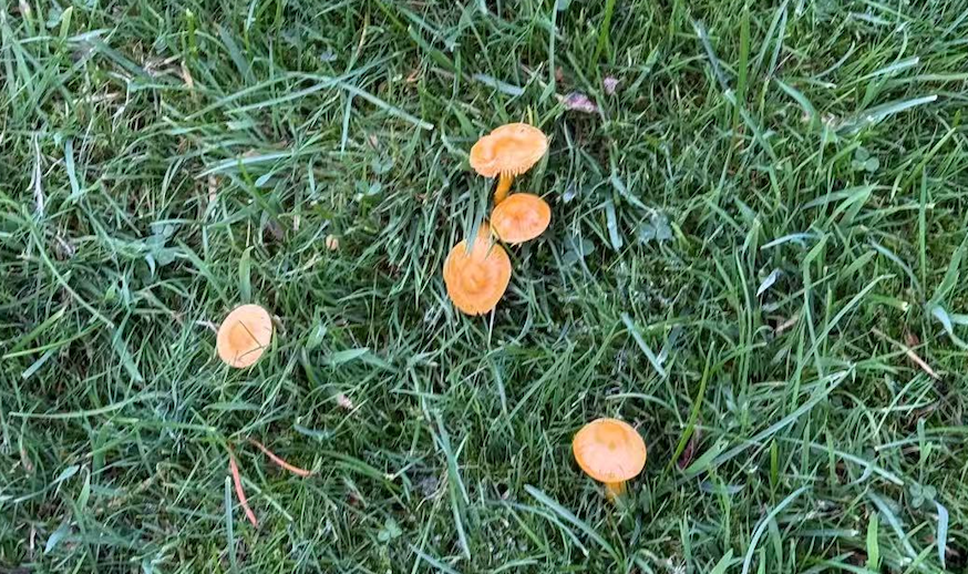 Several small yellow mushrooms grew on the green grass.