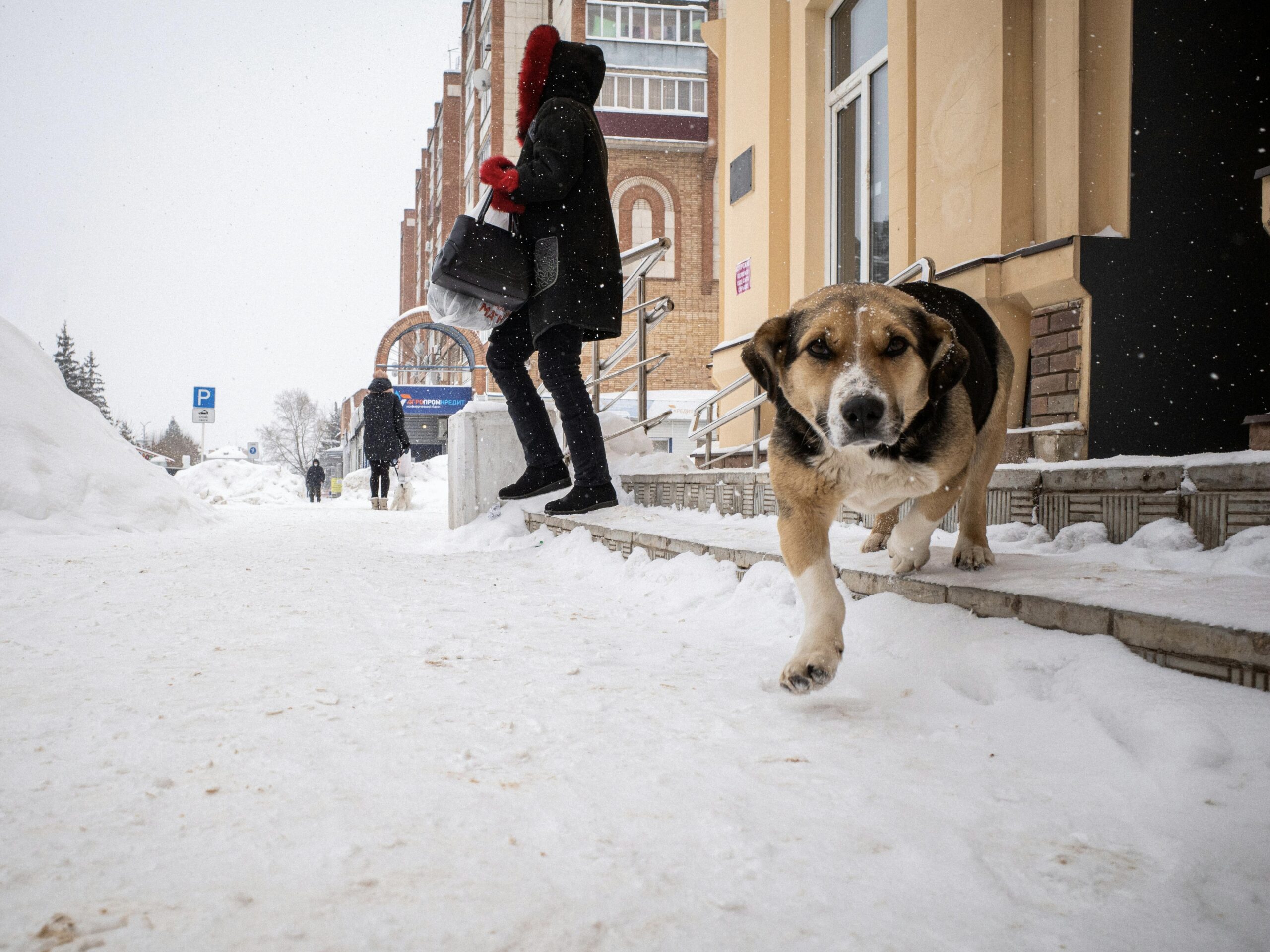 A dog looks down toward the camera while walking on a snowy sidewalk.