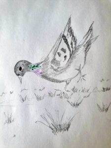a pencil sketch of a pigeon